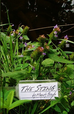 The Sting Cover Photo